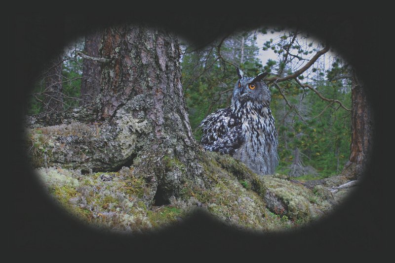 kikkert hubro 02.jpg